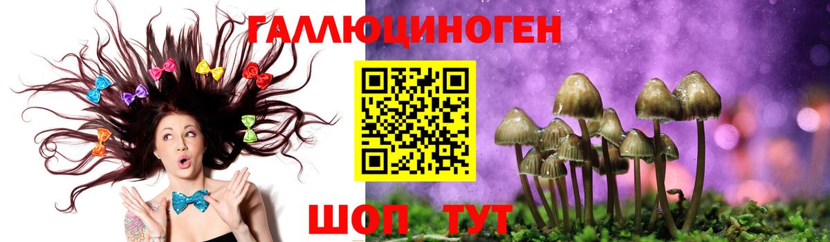 Кизляр  Псилоцибиновые грибы Cubensis  Вход с VPN 